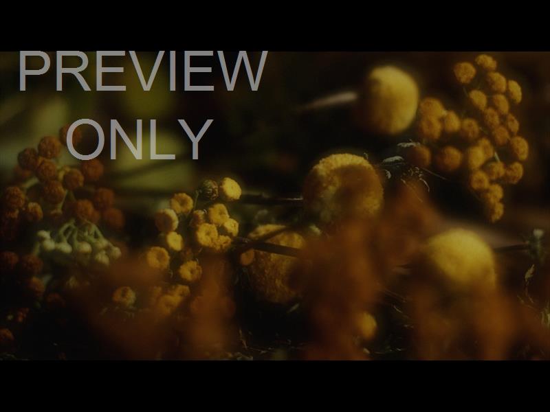 Flora Fall Still 10