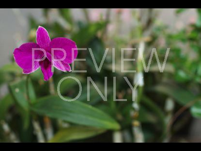 Thai Flower 2