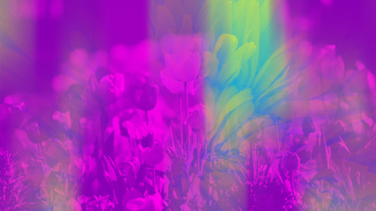 Floral Reflections 05 Still
