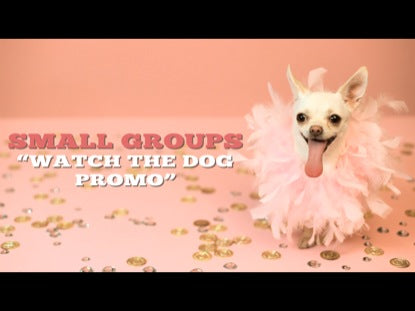 Small Groups Watch The Dog