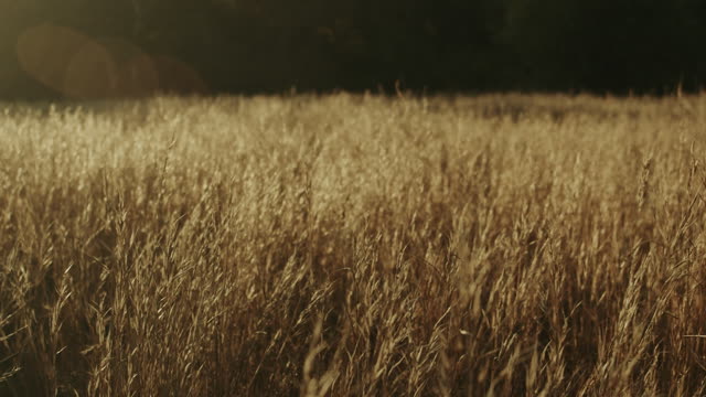 Autumn Meadow Motion Background 08