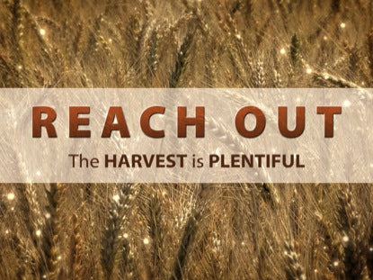 Reach Out Wheat