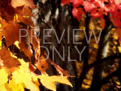 Fall Footage Leaves Closeup