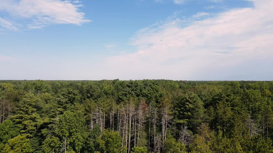 The Forest 10 Still