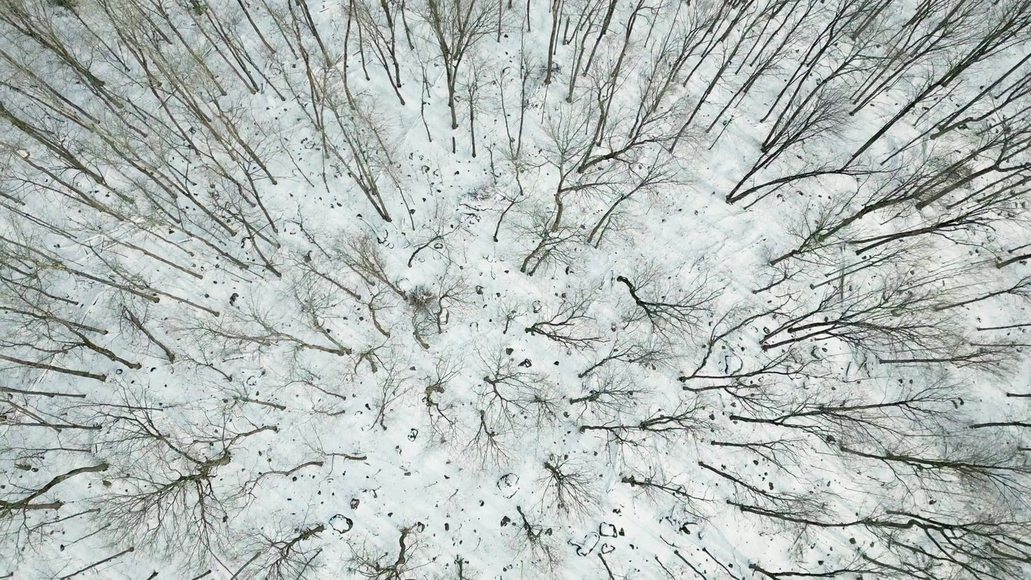 Winter Woods Still 07