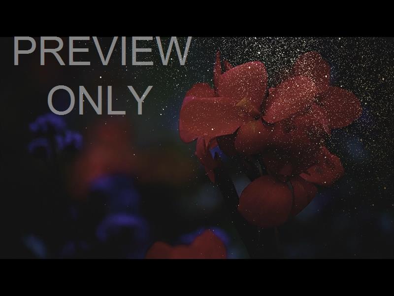 Ebony Floral: Still 04