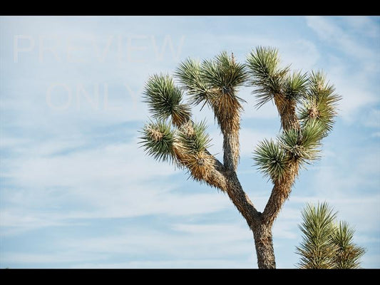 Joshua Tree Sky