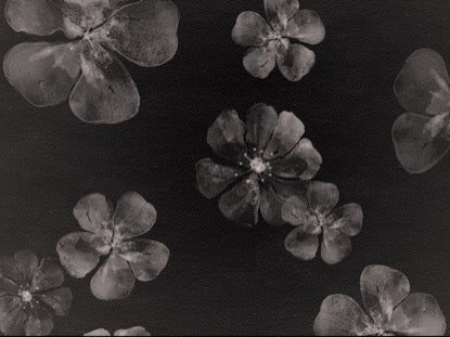 Floating Flowers Motion 6