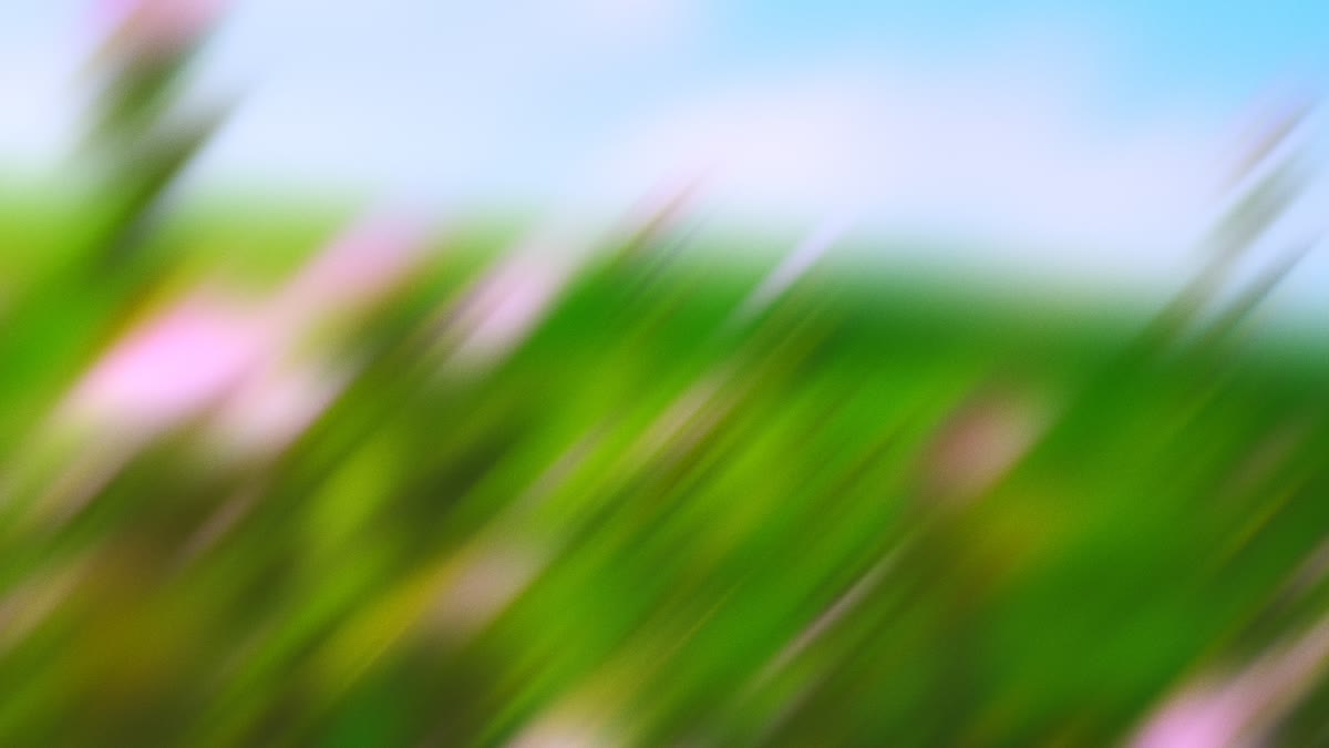 Springtime Bloom 13