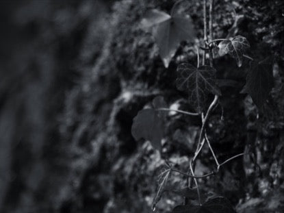 Pretty Leaves Bw