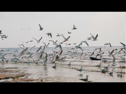 Birds And Flowers