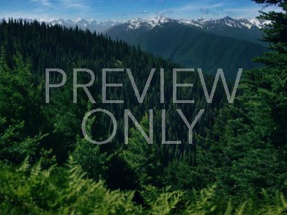 Mountain Pines Rolling Forest