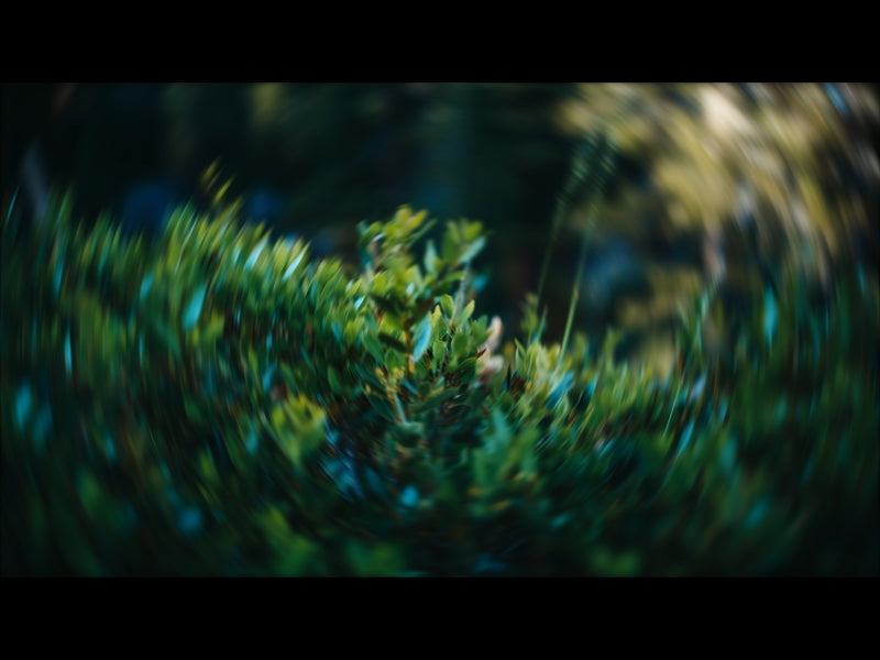 Radial Nature 7