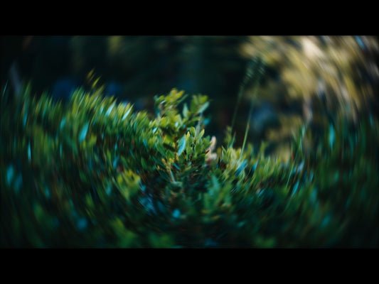 Radial Nature 7