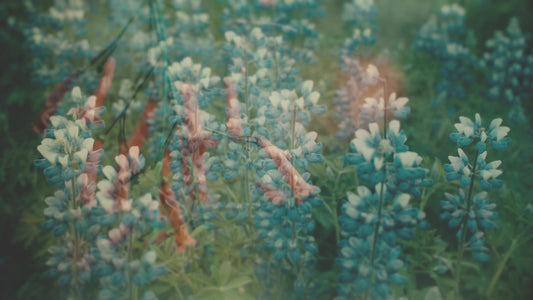 Muted Spring Life Still