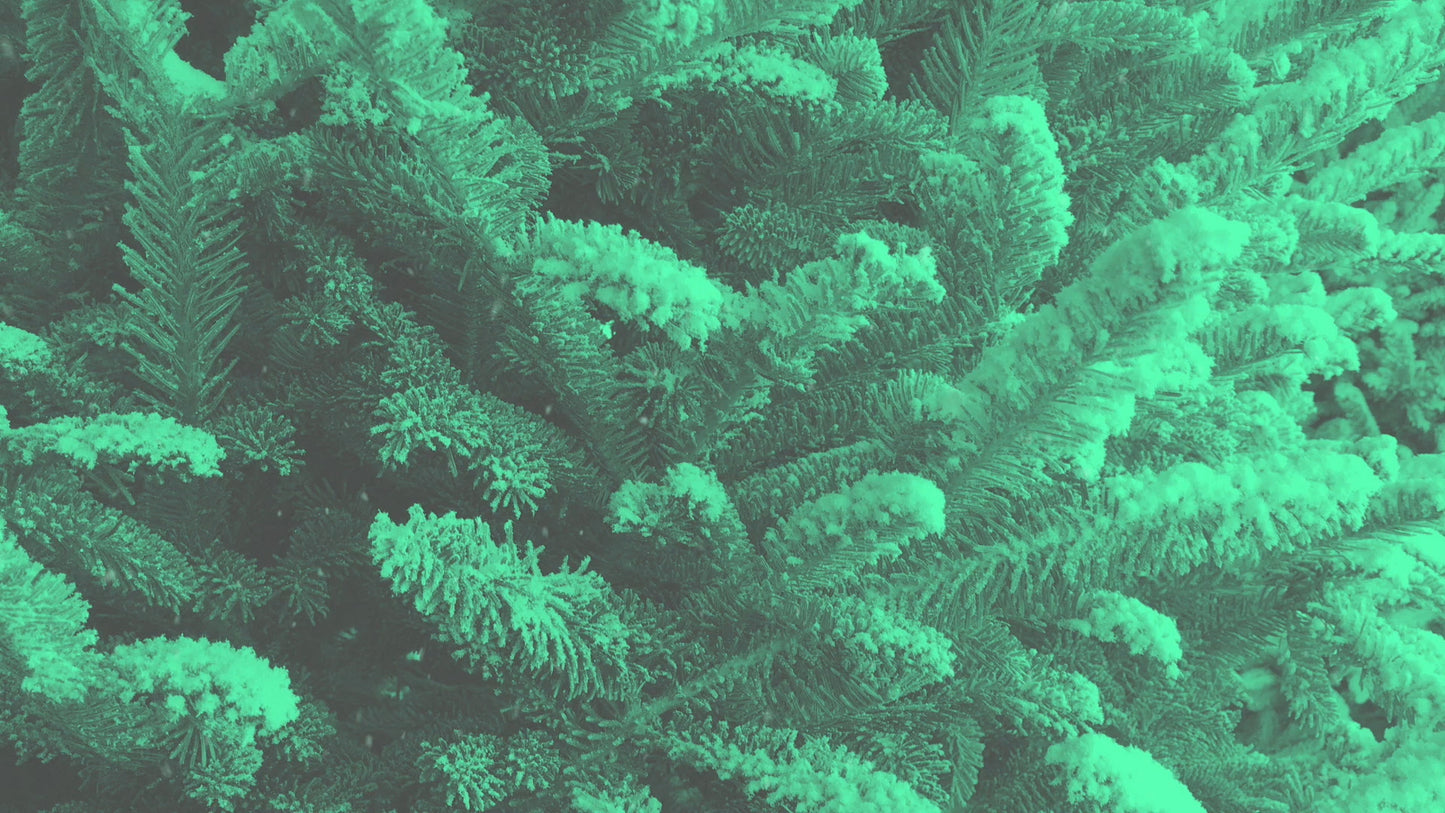 Modern Winter Trees 02