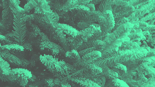 Modern Winter Trees 02