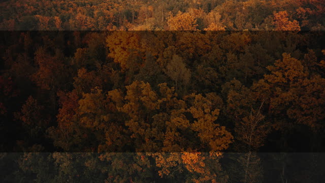 Autumn Foliage 4 Alt