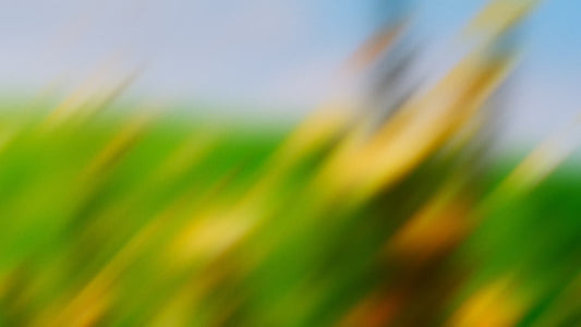 Springtime Bloom 11