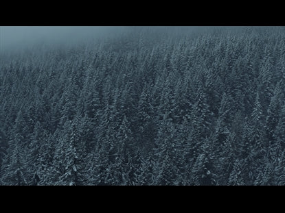 Winter Forest