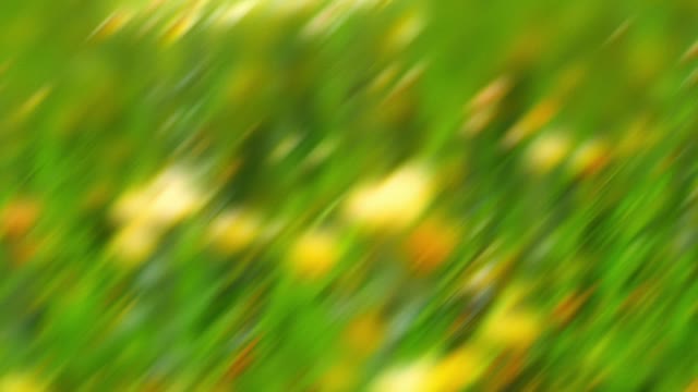 Springtime Bloom 8