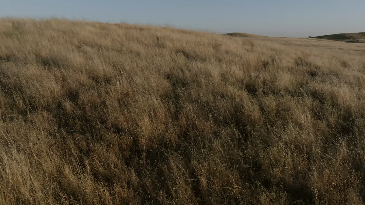 Golden Pastures Still 20