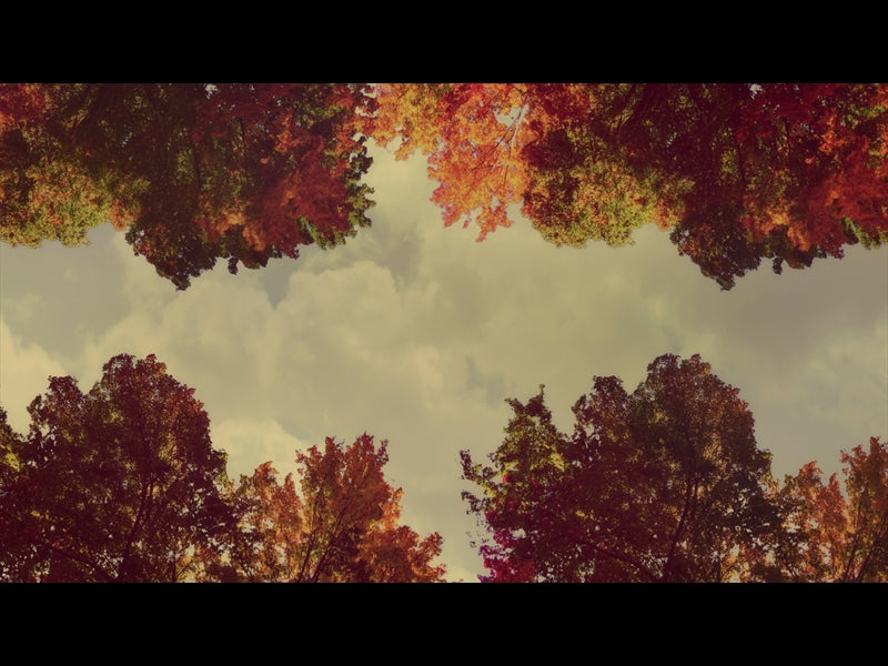 Fall Trees 7