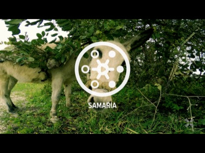 Promised Land Samaria