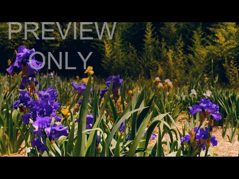 Mothers Day Garden 12 Still