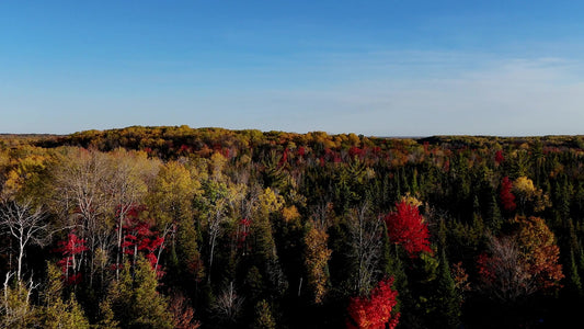 Fall Foliage 21