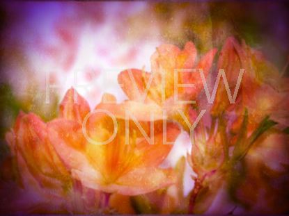 Floral Still 14