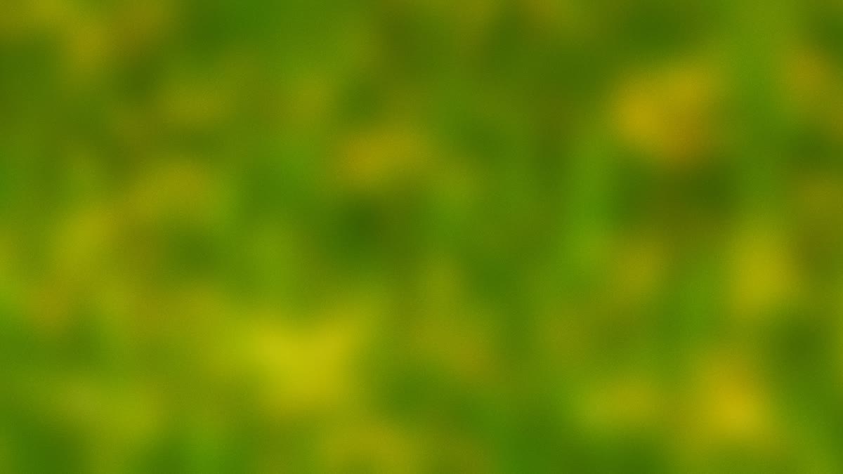 Springtime Bloom 17