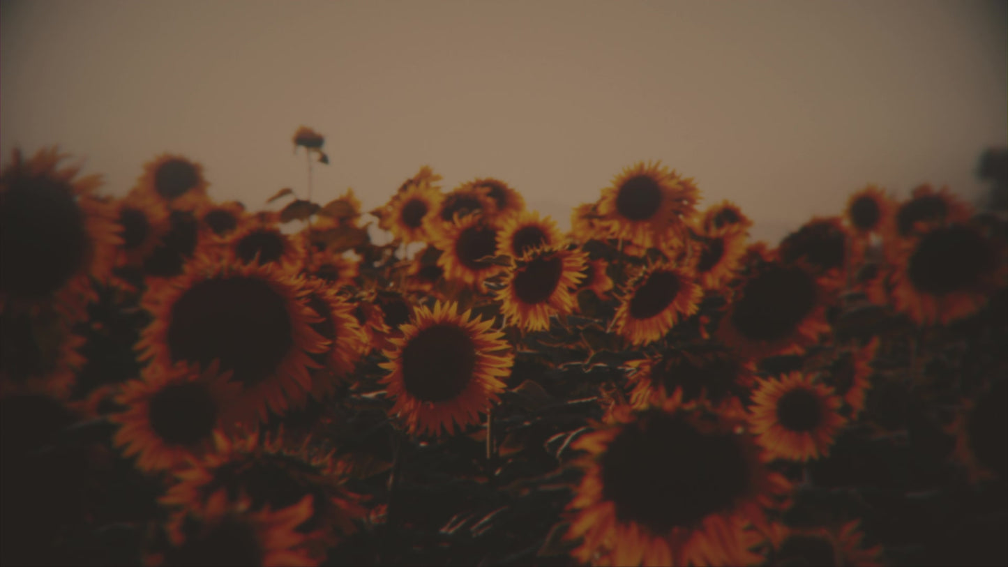 Vintage Sunflowers Group Still
