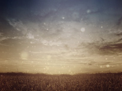 Fall Twilight Wheat