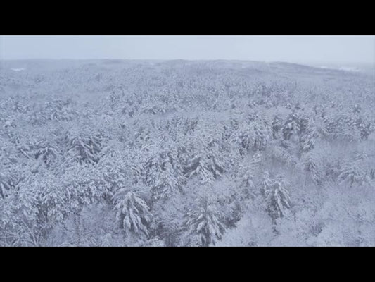 Winter Woods Reverse Aerial