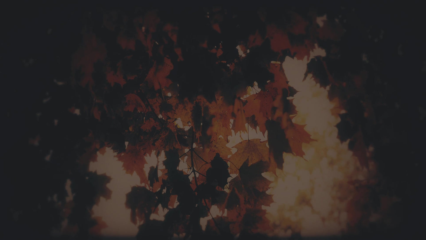 Autumn Fire Coals Subdued Still