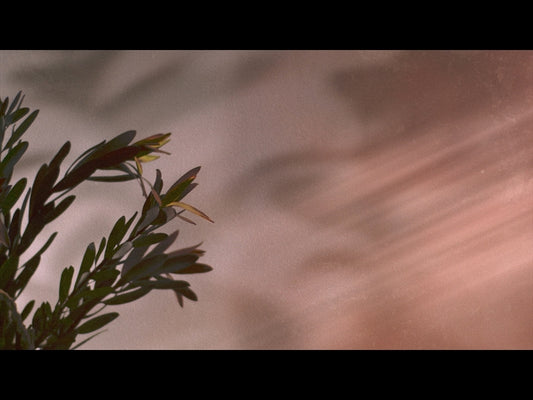 Flourish Loop 01