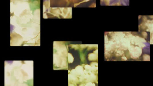 Bloom Again 01