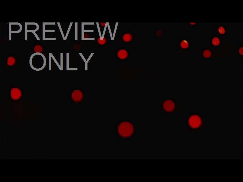 Christmas Lights: 09 Still