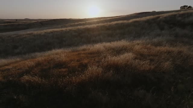 Golden Pastures Motion Background 11