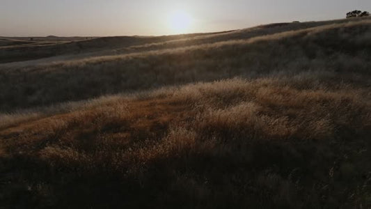 Golden Pastures Motion Background 11