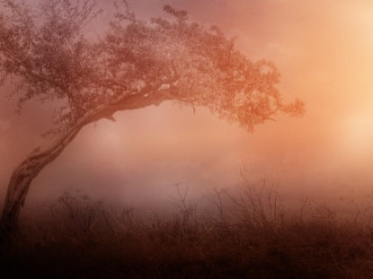 Glory In Tribulation
