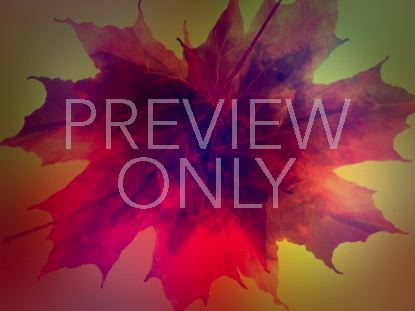 Fall Cider 2 Still