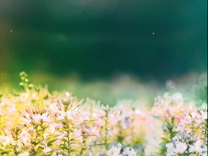 Fields Of Bloom 1