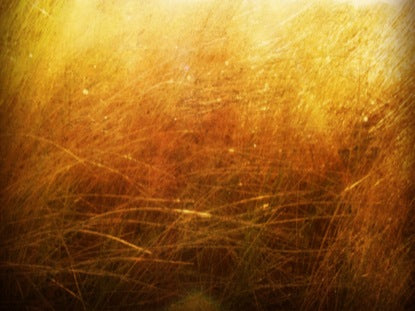 Autumn Reeds