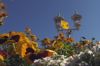 Springtime 12