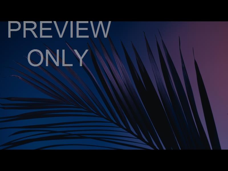 Cinematic Palms Still 1