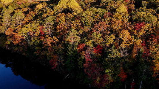 Fall Foliage 15