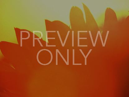 Sunflower Loop Single Flower Orange