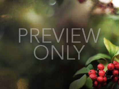 Holly Branch Right